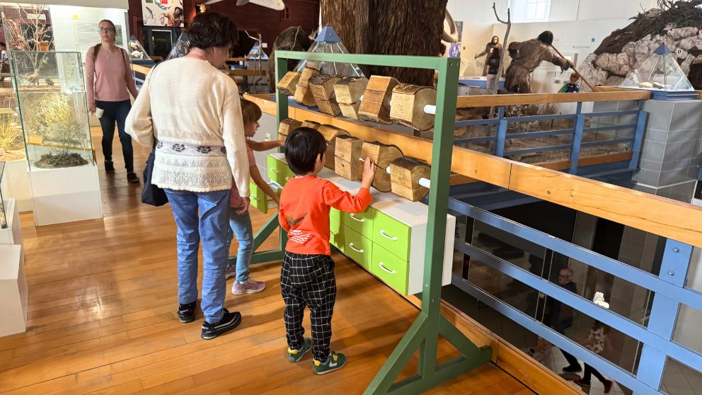 ブダペストのハンガリー自然史博物館の木の種類の展示コーナーで、木を回して遊ぶ息子