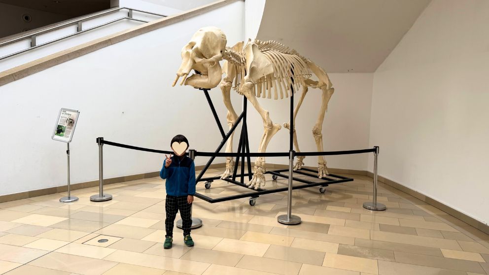 ブダペストのハンガリー自然史博物館の入り口に展示されている大きなゾウの骨格標本と、その前でピースをする息子