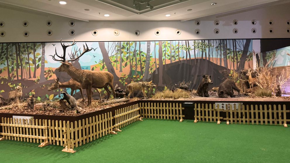 ブダペストのハンガリー自然史博物館の企画展スペースに飾られている動物の剥製