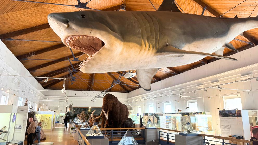 ブダペストのハンガリー自然史博物館の最上階に吊るされている大きなサメの模型
