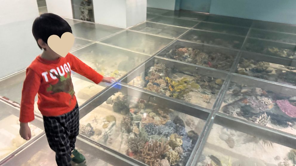 ブダペストのハンガリー自然史博物館の珊瑚礁の展示を眺める息子