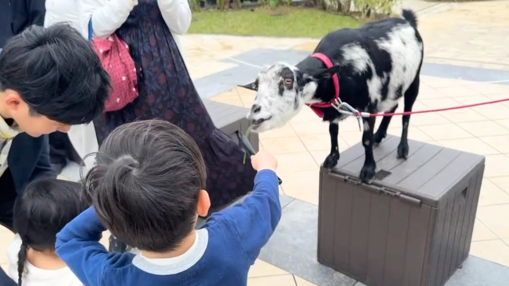 フサキビーチリゾートのアニマルスクエアで、ヤギに餌をあげる息子