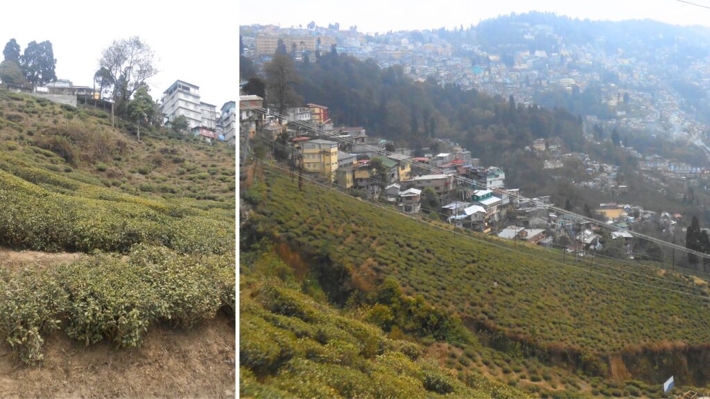 ダージリンの急斜面に広がる緑の茶畑と、霧に包まれた山の斜面に広がる街の全景