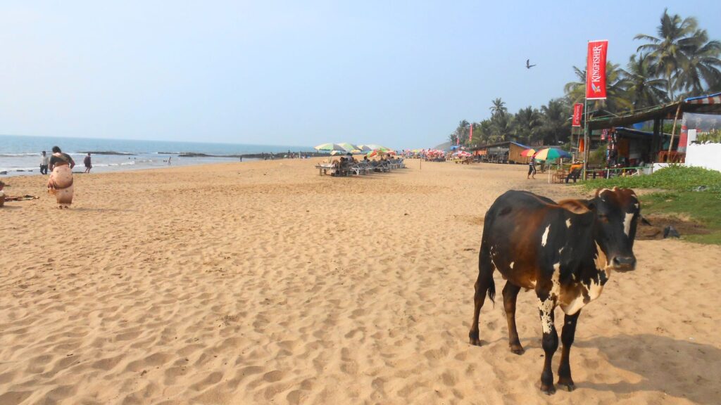 ゴアのビーチをのんびり歩く牛と、ヤシの木の下に並ぶビーチシャック