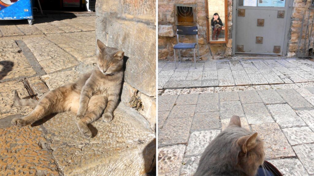 エルサレム旧市街でのんびりくつろぐ野良猫と、床屋の鏡に映る筆者と猫の姿