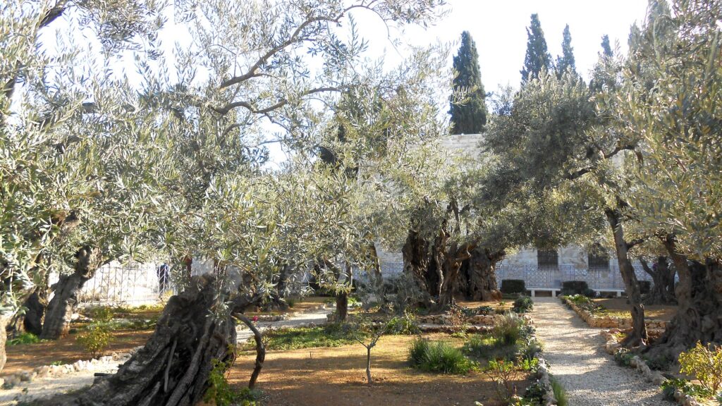 ゲツセマネの園のオリーブの木々。イエスが祈りを捧げたとされる古いオリーブの木が立ち並ぶ静かな庭園