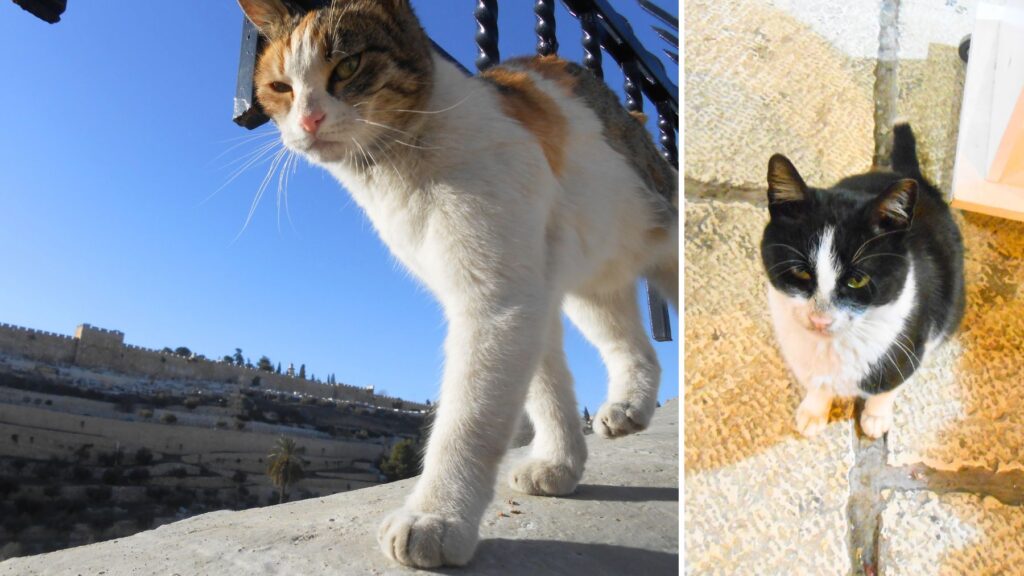 オリーブ山の麓の塀にいた三毛猫と、旧市街のレストランの近くにいた白黒の猫
