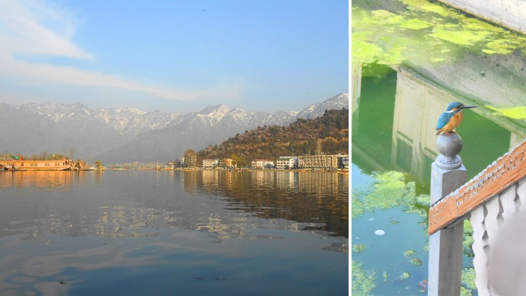 雪山を背景に広がるダル湖の静かな水面とハウスボート、湖畔に佇む鮮やかなカワセミ