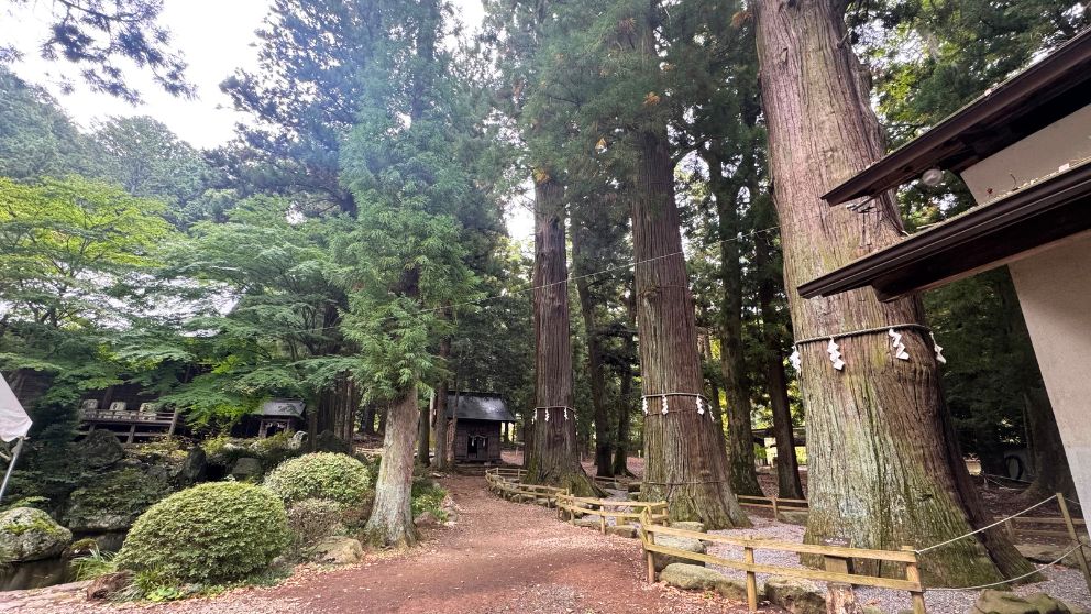河口浅間神社の境内に立つ七本杉の大木