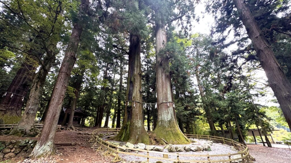 河口浅間神社の境内に立つ七本杉の大木