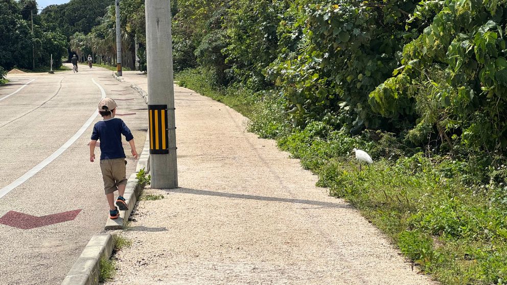 竹富島の車道沿いを歩く子ども。道端に白鷺の姿も