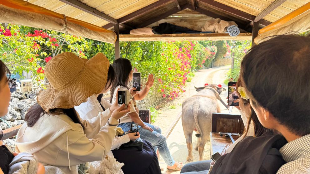 竹富島の水牛車の車内から見た、ブーゲンビレアが咲く集落の道と水牛の後ろ姿