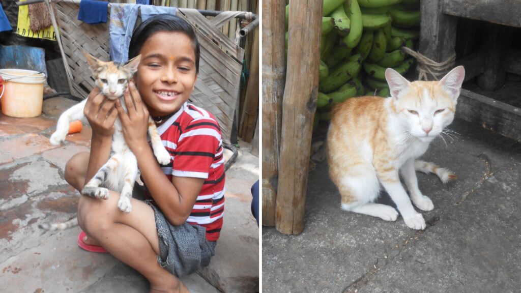 ジョードプルで猫を抱く男の子と、プリーのバナナ屋台でくつろぐ茶トラ猫