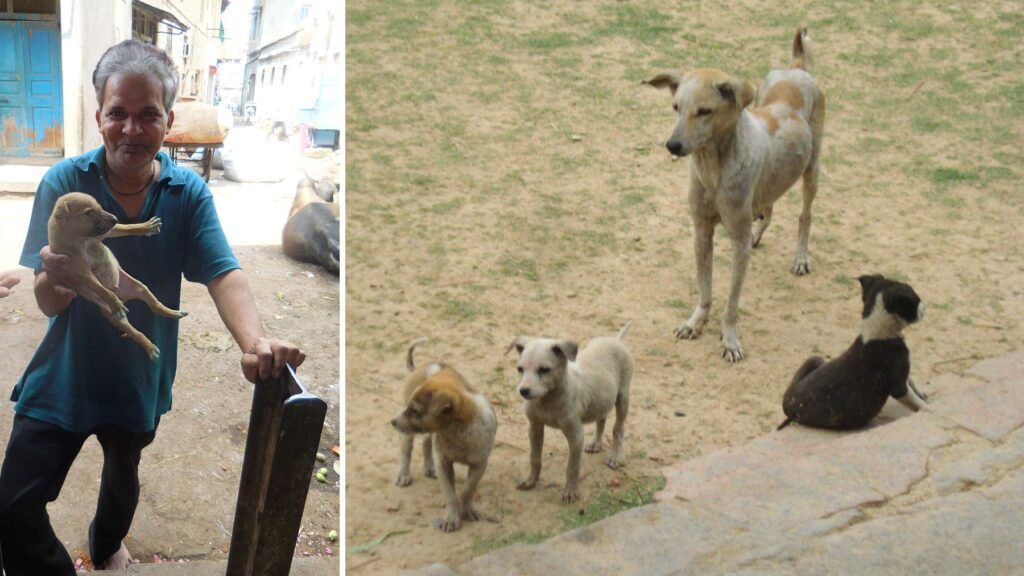 ラジコットで子犬を抱えるインド人男性と、バラナシの野良犬の親子