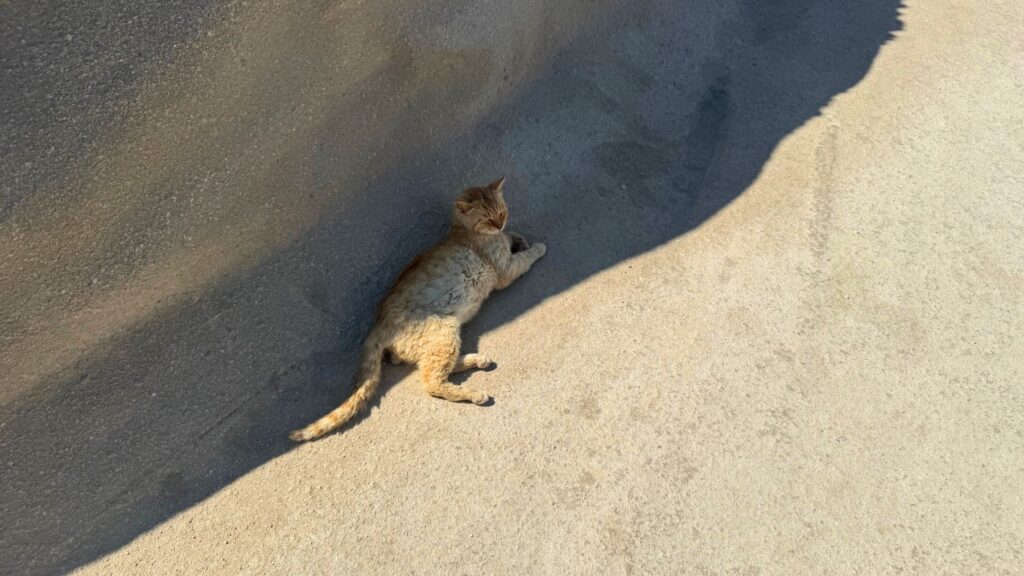 日陰で寝そべるミロス島の猫