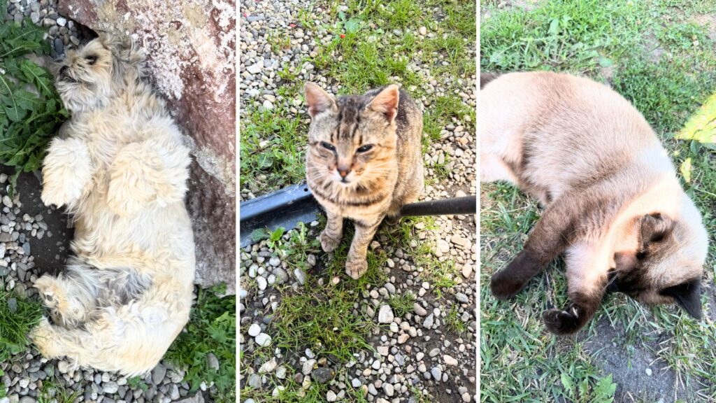 ヴィスクリの村でくつろぐ犬と猫たち