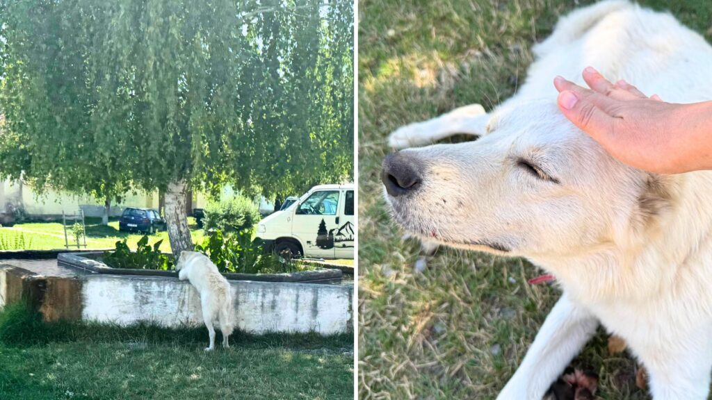 水場で水を飲む白い犬と、頭をなでさせてくれる白い犬