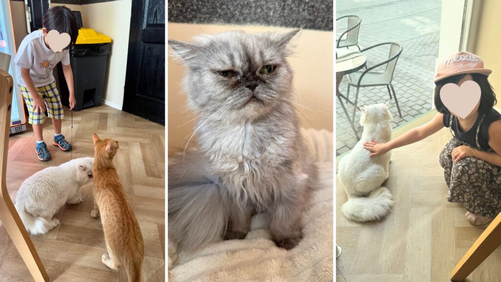 Cicuskám Cat Cafe の猫たち。子どもと遊ぶ猫、ふわふわのペルシャ猫、撫でさせてくれる白い猫