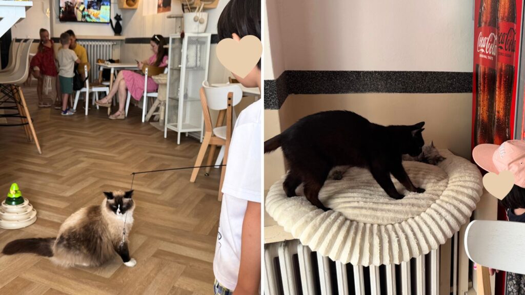 猫カフェCicuskám Cat Cafe の店内で、猫じゃらしで遊ぶ様子と、くつろぐ黒猫やシャム猫